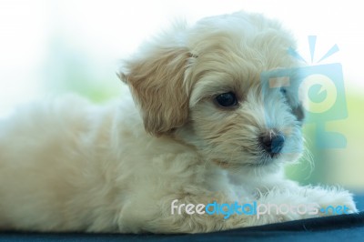 Cute Poodle Puppy Stock Photo