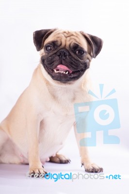 Cute Pug Dog Feel Boring Stock Photo