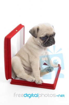 Cute puppy in necklace box Stock Photo