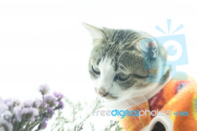 Cute Siamese Cat In The Clothes On White Background Stock Photo
