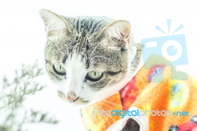 Cute Siamese Cat In The Clothes On White Background Stock Photo