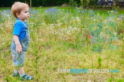 Cute Small Boy At The Field Of Flowers Having Good Time Stock Photo