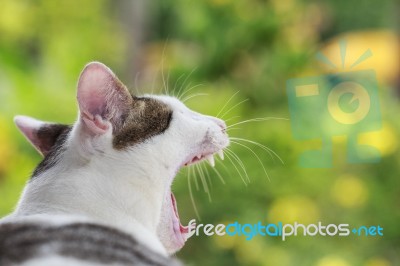 Cute Thai Cat Stock Photo