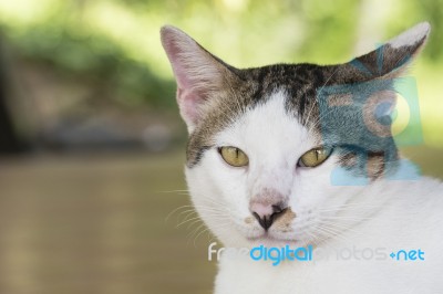 Cute Thai Cat Stock Photo