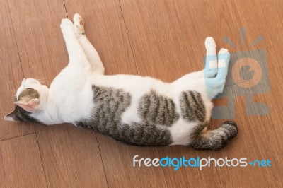 Cute Thai Cat Stock Photo