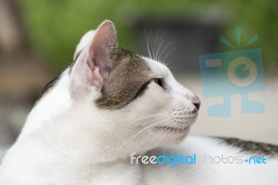Cute Thai Cat Stock Photo