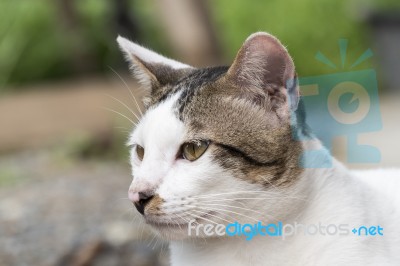 Cute Thai Cat Stock Photo