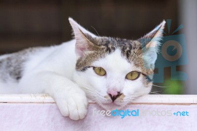 Cute Thai Cat Stock Photo