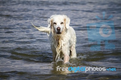 Cute Wet White Dog Playing In The Water Stock Photo