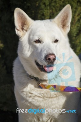 Cute White Dog Stock Photo