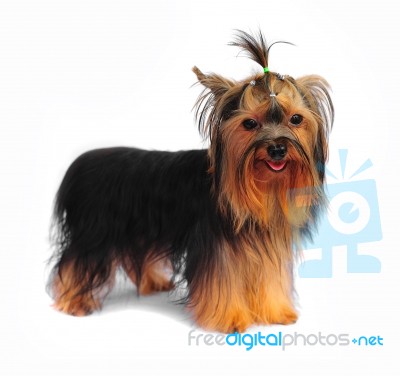 Cute Yorkshire Terrier Stock Photo