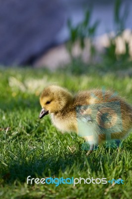 Cute Young Goose Is Going Somewhere Stock Photo
