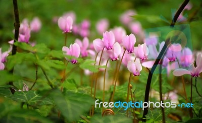 Cyclamens In A Greek Forest Stock Photo