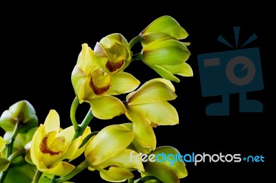 Cymbidium Stock Photo