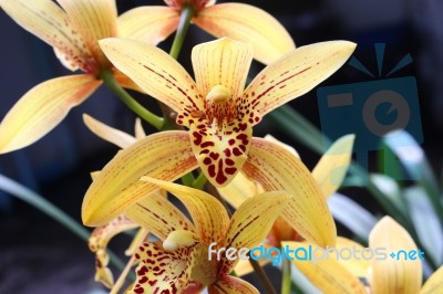 Cymbidium Orchid Flowers Stock Photo