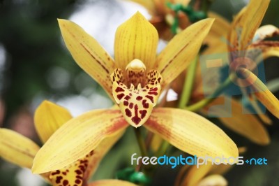 Cymbidium Orchid Flowers Stock Photo