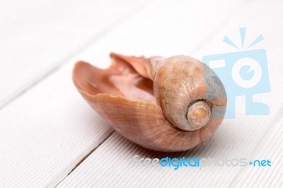 Cymbiola Seashell Stock Photo
