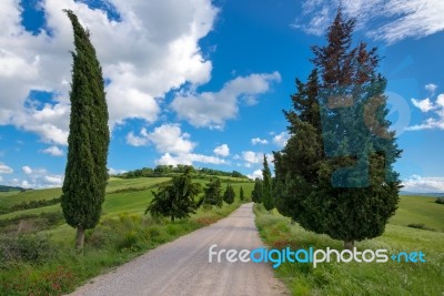 Cypress Trees In Val D'orcia Tuscany Stock Photo