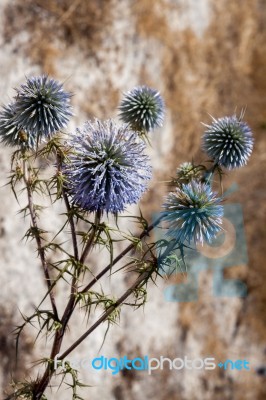 Cyprian Donkey Thistle (onopordum Cyprium) Stock Photo