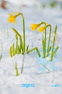 Daffodil Blooming Through The Snow Stock Photo