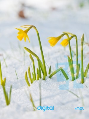 Daffodil Blooming Through The Snow Stock Photo