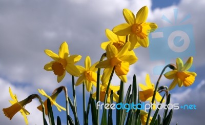 Daffodils Stock Photo