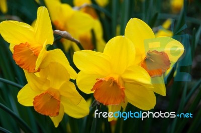 Daffodils In Spring Stock Photo Daffodils In Spring Stock Photo
