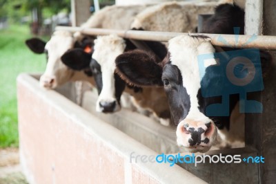 Dairy Cattle Stock Photo