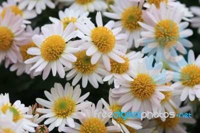 Daisies Stock Photo