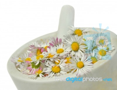 Daisies Stock Photo