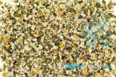 Daisies Stock Photo