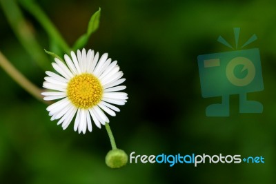 Daisy Flower On Green Background Stock Photo