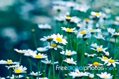 Daisy Flowers Stock Photo