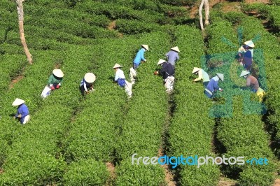 Dalat, Vietnam, July 30, 2016: A Group Of Farmers Picking Tea On A Summer Afternoon In Cau Dat Tea Plantation, Da Lat, Vietnam Stock Photo