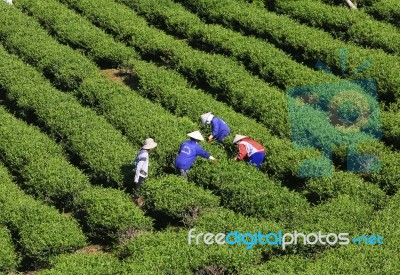 Dalat, Vietnam, July 30, 2016: A Group Of Farmers Picking Tea On A Summer Afternoon In Cau Dat Tea Plantation, Da Lat, Vietnam Stock Photo