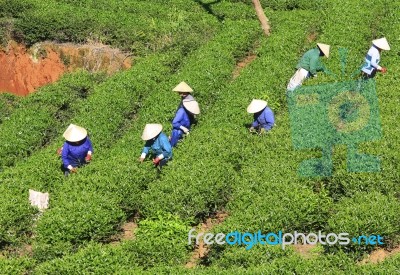 Dalat, Vietnam, July 30, 2016: A Group Of Farmers Picking Tea On A Summer Afternoon In Cau Dat Tea Plantation, Da Lat, Vietnam Stock Photo Dalat, Vietnam, July 30, 2016: A Group Of Farmers Picking Tea On A Summer Afternoon In Cau Dat Tea Plantation, Da Lat, Vietnam Stock Photo