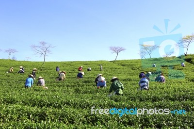 Dalat, Vietnam, July 30, 2016: A Group Of Farmers Picking Tea On A Summer Afternoon In Cau Dat Tea Plantation, Da Lat, Vietnam Stock Photo