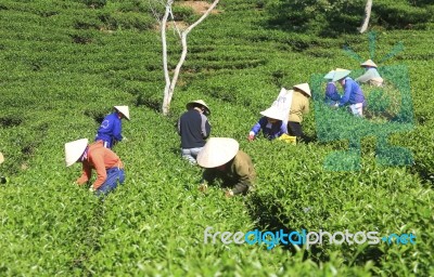 Dalat, Vietnam, July 30, 2016: A Group Of Farmers Picking Tea On A Summer Afternoon In Cau Dat Tea Plantation, Da Lat, Vietnam Stock Photo