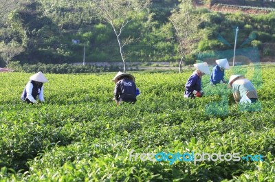 Dalat, Vietnam, June 30, 2016: A Group Of Farmers Picking Tea On A Summer Afternoon In Cau Dat Tea Plantation, Da Lat, Vietnam Stock Photo