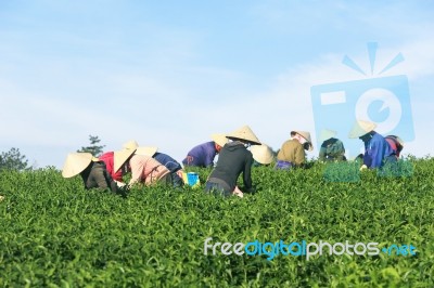 Dalat, Vietnam, June 30, 2016: A Group Of Farmers Picking Tea On A Summer Afternoon In Cau Dat Tea Plantation, Da Lat, Vietnam Stock Photo