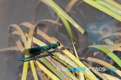 Damselfly (zygoptera) Resting On Reeds In The River Rother Stock Photo