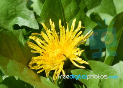 Dandelion Stock Photo