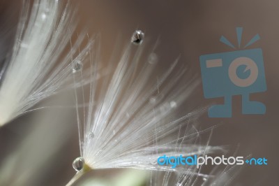 Dandelion Stock Photo