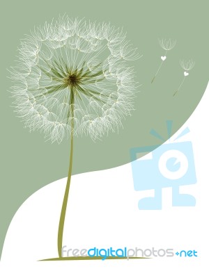 Dandelion Flower Greeting Card Stock Image