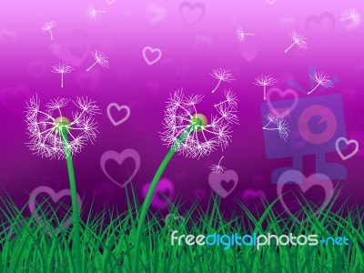 Dandelion Sky Represents Heart Shape And Grassy Stock Image