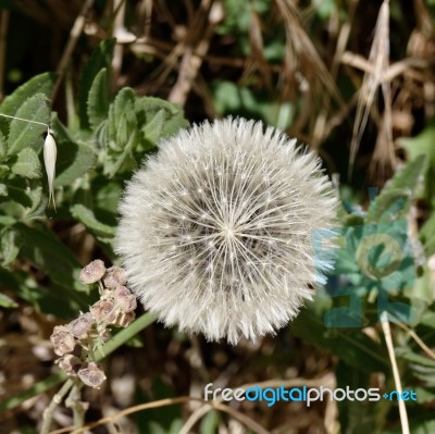 Dandelion (taraxacum) Seed Head Stock Photo
