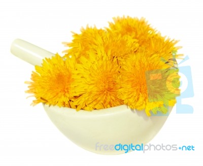 Dandelions Stock Photo