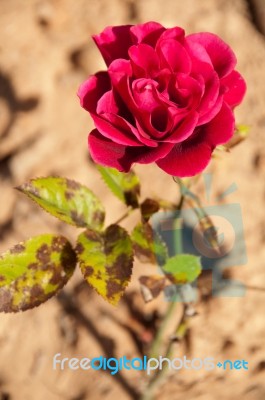 Dark Pink Rose Stock Photo