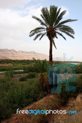 Date Palm Stock Photo