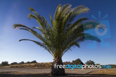 Date Palm Tree (phoenix Dactylifera) Stock Photo